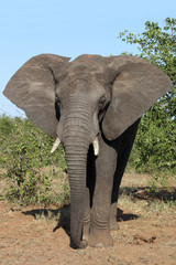 Fototapeta premium Afrikanischer Elefant / African elephant / Loxodonta africana