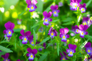 Obraz na płótnie Canvas Purple violet flowers