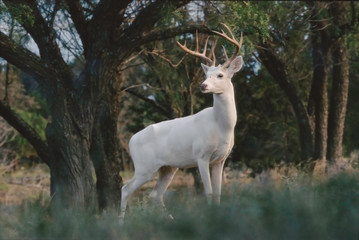 Obraz premium White Whitetail Buck
