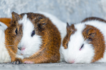 Three guinea pigs resting in the corner