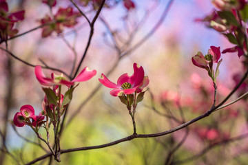 Obraz premium Pink dogwood flowers blooming in the Spring
