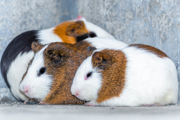 Three guinea pigs resting in the corner