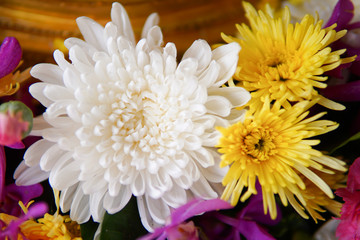 Fake flower and Floral background. Flowers, flora.