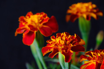 Obraz na płótnie Canvas marigold flower