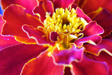 Fototapeta na wymiar marigold flower