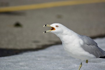 Beautiful seagull on the snow