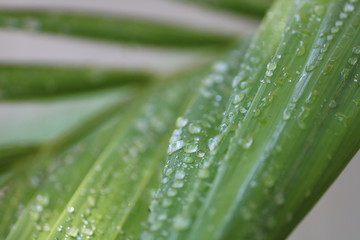 green leaf with water drops