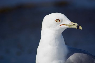 Beautiful seagull on the snow
