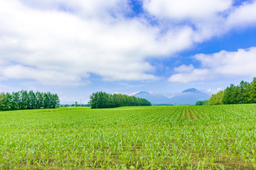 すがすがしい十勝平野