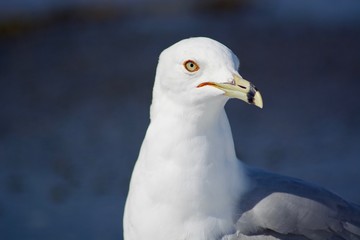 Obraz premium Beautiful seagull on the snow