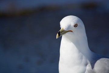 Beautiful seagull on the snow