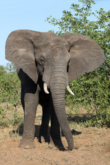 Fototapeta premium Afrikanischer Elefant / African elephant / Loxodonta africana