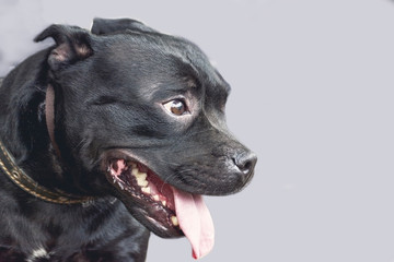 Beautiful dog portrait in smooth gray background. smiling dog English Staffordshire bull terrier