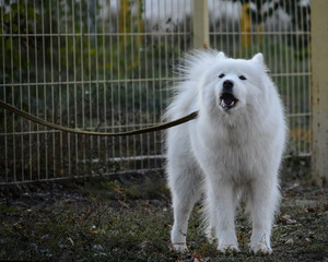 Samoyed dog near the fence on a leash guards the area and barks background