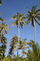 Obraz na płótnie Canvas Kokospalmen im tief blauen Himmel