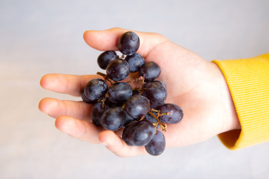 Black Grape in hand white background