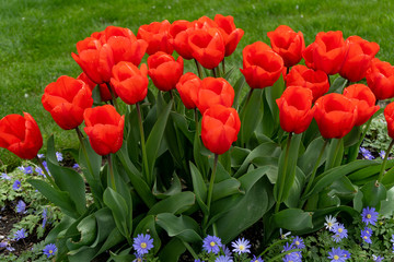 red tulips in the garden