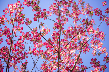 Pink dogwood flowers blooming in the Spring