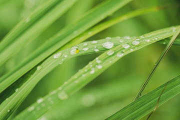 Closeup Drops of water on green leaf, the nature view in the garden at summer.