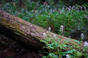 ......ぼかした.倒木をバックに咲く山野草、シロヤブケマンの花