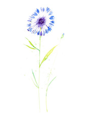 Watercolor illustration of flowers cornflower blue surrounded by abstract drops. Isolated on white background