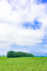 すがすがしい十勝平野