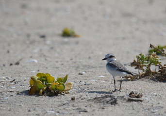 Snowy Plover on the beach with sand verbena