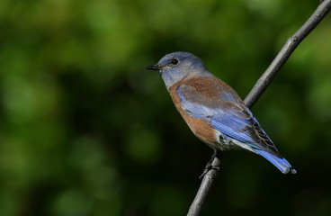 Close-up of male Western Bluebird on a branch
