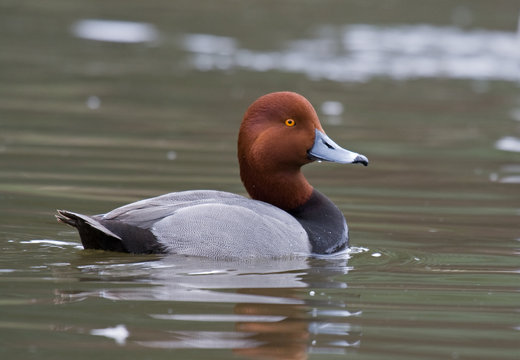Drake Redhead duck swims on a calm pond