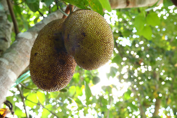 jackfruit on tree