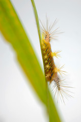 Stinging neetle caterpillar on white background