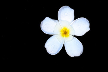 Fototapeta na wymiar White flowers float on the water surface and feel refreshed.