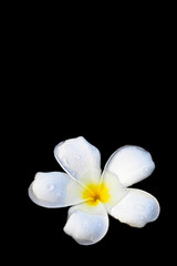 White flowers float on the water surface and feel refreshed.