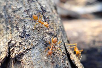 Closeup of ants life