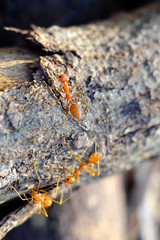 Closeup of ants life
