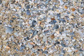Shells on the beach, Seashells on the shore 