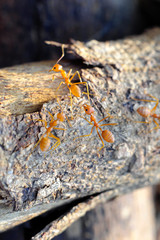Closeup of ants life