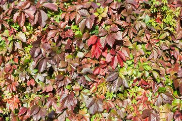 Green and red grape leaves backdrop, colorful foliage texture background close up, autumn or summer...