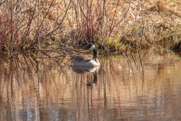 Canada geese on the nesting area