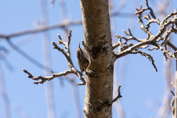  Brown creeper (Certhia americana), also known as the American treecreeper