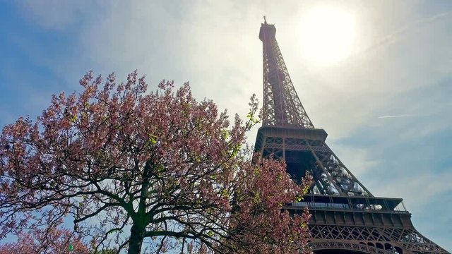 Looking At Eiffel Tower In Paris in Spring with Cherry tree blossom, cinematic steadicam shot