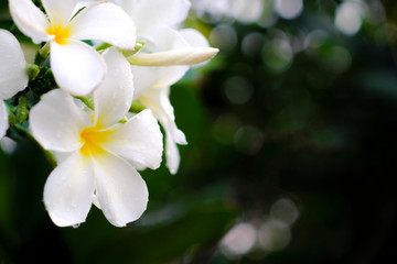 White flowers, blurred backgrounds and bokeh