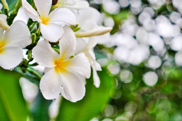 Naklejka na ściany i meble White flowers, blurred backgrounds and bokeh