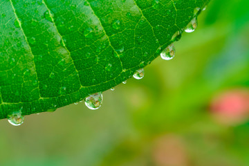 Closeup of green leaves and drops of water, looking fresh and comfortable.