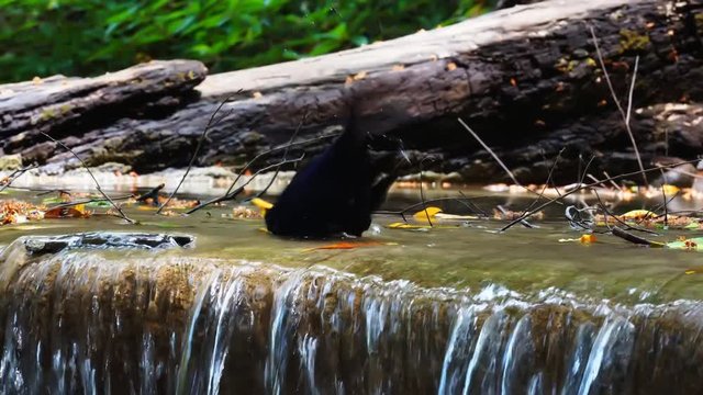 Bird bath drinking with water splashing from waterfall.