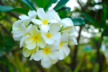 Obraz na płótnie Canvas White flowers, blurred backgrounds and bokeh