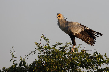 Sekretär / Secretarybird / Sagittarius serpentarius.