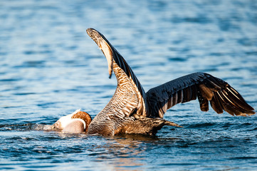 Fototapeta premium Pelican diving for fish and got one.