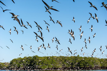 Blue footed boobies  flocking after fish in the Galapagos.