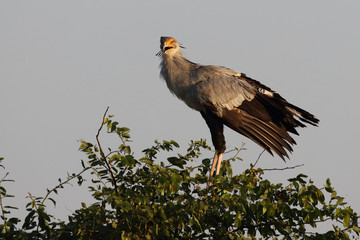 Sekretär / Secretarybird / Sagittarius serpentarius.